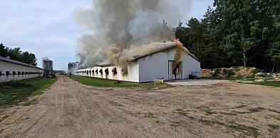 Kobysewo. Pożar kurnika i budynku mieszkalnego. Trwa akcja gaśnicza
