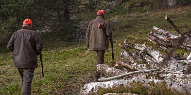 Jest zakaz polowań zbiorowych - także na terenie pow. kartuskiego-72078