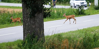 Przodkowo. Gdzie dzwonić i co robić, gdy widzimy ranne zwierzę?-72444