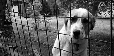 Sulęczyno. Trafi na pięć miesięcy do więzienia za okrucieństwo wobec psów-72909