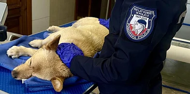 W Dniu Kundelka policjantki uratowały psa potrąconego przez samochód-73277