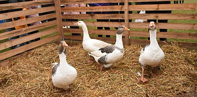 Święto gęsi i kaszubskich smaków. Wkrótce II Gęsi Bazar w Sierakowicach-73631