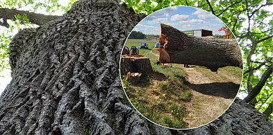 Żukowo. Popełniono błędy ws. wycinki dębu? Radni uznali zasadność skargi-73886