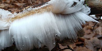 W lesie można natknąć się na "lodowe włosy". To piękne i rzadkie zjawisko-74144