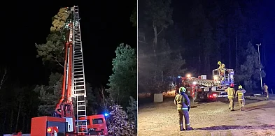W mroźną noc strażacy z OSP Stężyca ratowali kota, który utknął na drzewie-74325