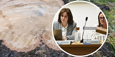 Żukowo. Poważne uchybienia przy wycince dębu. Radni potwierdzają-74397
