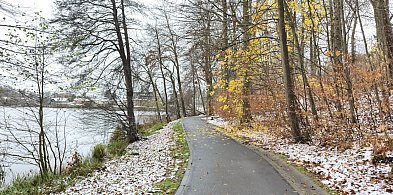 Kartuzy. Będzie wycinka drzew w Gaju Świętopełka. Chodzi o bezpieczeństwo-74574