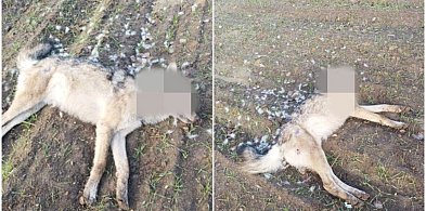 Kawle. Martwy wilk na polu, nieopodal drogi wojewódzkiej-74676