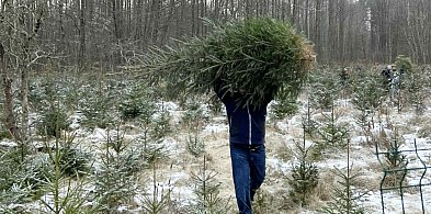 Choinki prosto z leśnych plantacji. Ile kosztują i gdzie je kupić?-74850