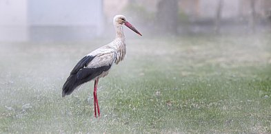 Coraz więcej bocianów nie odlatuje. Dokarmianie może im zaszkodzić-75093
