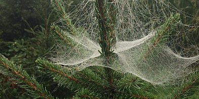 Kupujesz żywą choinkę na święta? Ten szczegół łatwo przeoczyć-75155