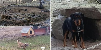 Sulęczyno. Interwencja Animal Helper. Zamiast budy... kamienie i beczka-75261