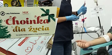 Akcja Choinka dla Życia: oddaj krew i odbierz drzewko z leśnej plantacji-75246