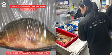 Animalsi apelują: reaguj, jeśli widzisz żywe karpie w workach, bez wody-75568