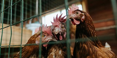 Ptasia grypa. Więcej miejscowości w pow. kartuskim objętych ograniczeniami-76066