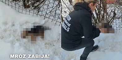 Szczeniak zamarzł w śniegu. Dramat zwierząt w Dzierżążnie-76063