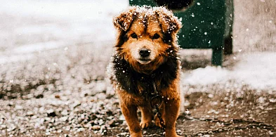 Mróz nie wybacza. Policja apeluje: reaguj, gdy widzisz krzywdę zwierząt-76135