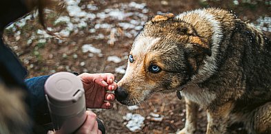 Kartuzy. Ruszyła akcja "Ciepłe łapki" dla schroniska w Kościerzynie-76588
