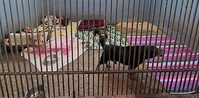 Schroniska pod lupą - są wnioski. Rozszerzona kontrola w jednym z nich