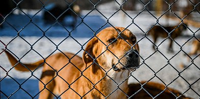 Kartuzy. Akcja pomocy dla kościerskiego schroniska przedłużona do 9 lutego
