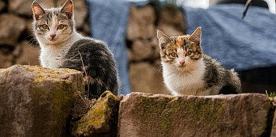 Żukowo. Konsultacje ws. programu opieki nad zwierzętami. Rekordowa kwota