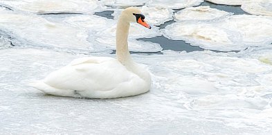 Nie każdy łabędź leżący na lodzie wymaga pomocy. Kiedy interweniować?