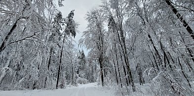 Ciężki śnieg na gałęziach. Nadleśnictwo ostrzega - jest niebezpiecznie