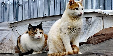 Pierwszy taki program w regionie. Są środki dla gmin na kastracje kotów