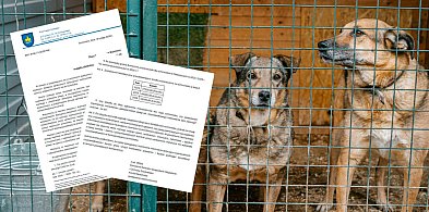 Kontrowersje wokół schroniska nie zmienią decyzji gm. Somonino. Co dalej?