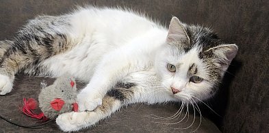 Mruczy od pierwszego dotyku – idealna kotka czeka na swojego człowieka