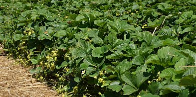 Intensywne opady śniegu pomogły plantatorom truskawek