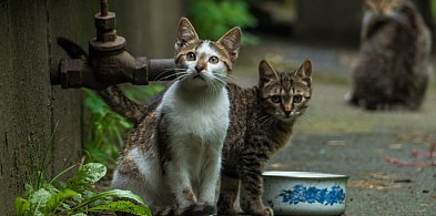 Dodatkowe środki na kastrację kotów dla pięciu gmin z pow. kartuskiego