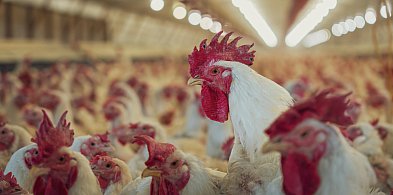 Dobra wiadomość dla hodowców drobiu. Zakazy właśnie przestały obowiązywać