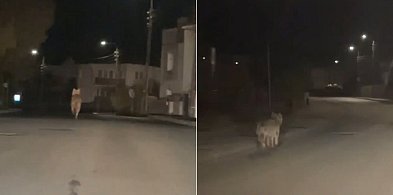 Wilk widziany w nocy na ul. Prokowskiej w Kartuzach! "Byłem w szoku"