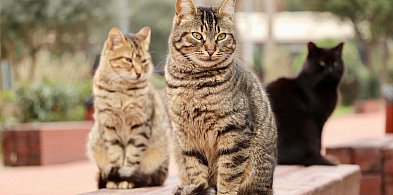 Somonino. Gmina sfinansuje kastrację zwierząt - rusza nabór wniosków