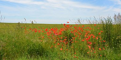 Żukowo. Można już zgłaszać do konkursu piękne wsie i zadbane zagrody