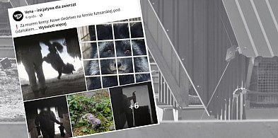 Onet o fermie lisów i norek w Leźnie. "Zwierzęta cierpią zawsze..."