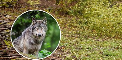 Kaszubski Park Krajobrazowy będzie monitorował zachowania wilków