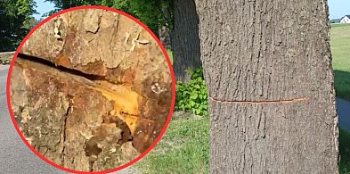 Ktoś celowo uszkodził przydrożne drzewa w rejonie Gowidlina i Tuchlina