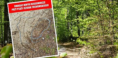 Ktoś rozstawia wnyki nad Jeziorem Tuchomskim? Stowarzyszenie ostrzega
