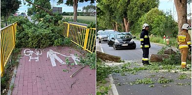 Gowidlino. Potężny konar runął na ścieżkę rowerową