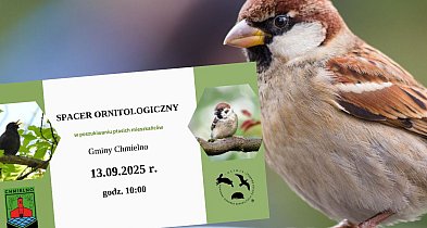 Chmielno. Spacer ornitologiczny w poszukiwaniu dzikich ptaków-71275