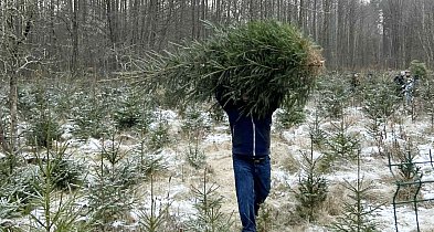 Choinki prosto z leśnych plantacji. Ile kosztują i gdzie je kupić?-74850