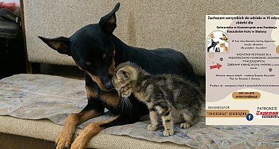 Przodkowo. Kolejna zbiórka dla potrzebujących psów i kotów zakończona sukcesem-74760