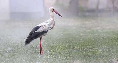 Coraz więcej bocianów nie odlatuje. Dokarmianie może im zaszkodzić-75093