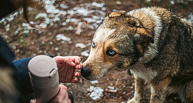 Kartuzy. Ruszyła akcja "Ciepłe łapki" dla schroniska w Kościerzynie