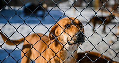 Kartuzy. Akcja pomocy dla kościerskiego schroniska przedłużona do 9 lutego