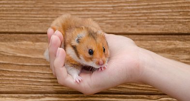 Samotnik z Wyżyny Aleppo, fenomen chomika Syryjskiego