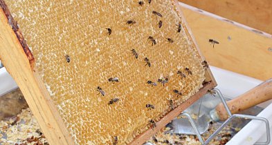 Kartuzy. Opowiedzą o zaletach "kaszubskiej pszczoły". Trwają zapisy