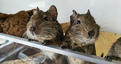 Dlaczego koszatniczka to zwierzę inne niż wszystkie?